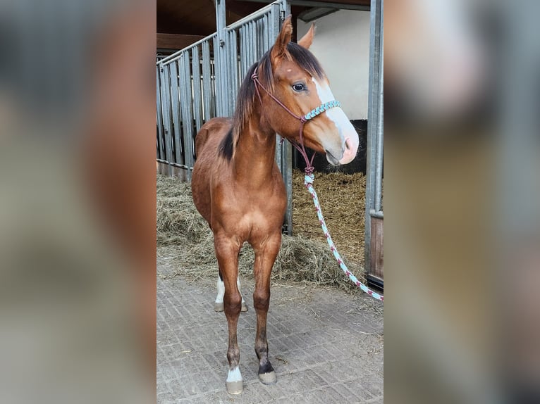 American Quarter Horse Merrie 2 Jaar 156 cm Bruin in Echternacherbrück