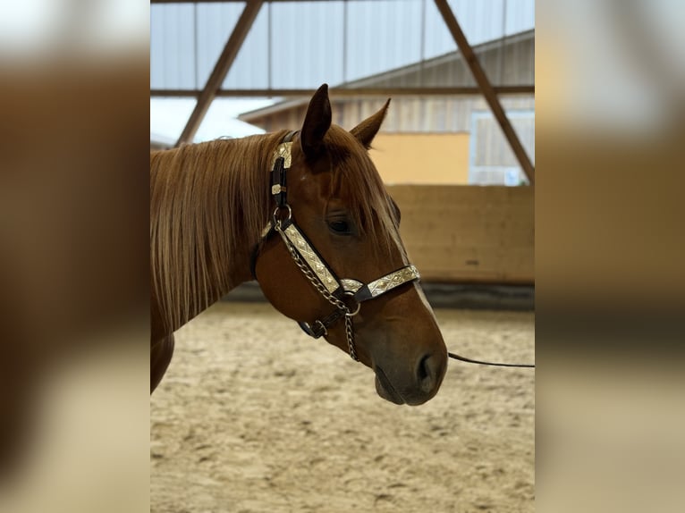 American Quarter Horse Merrie 2 Jaar 156 cm Vos in WinterbachWinterbach