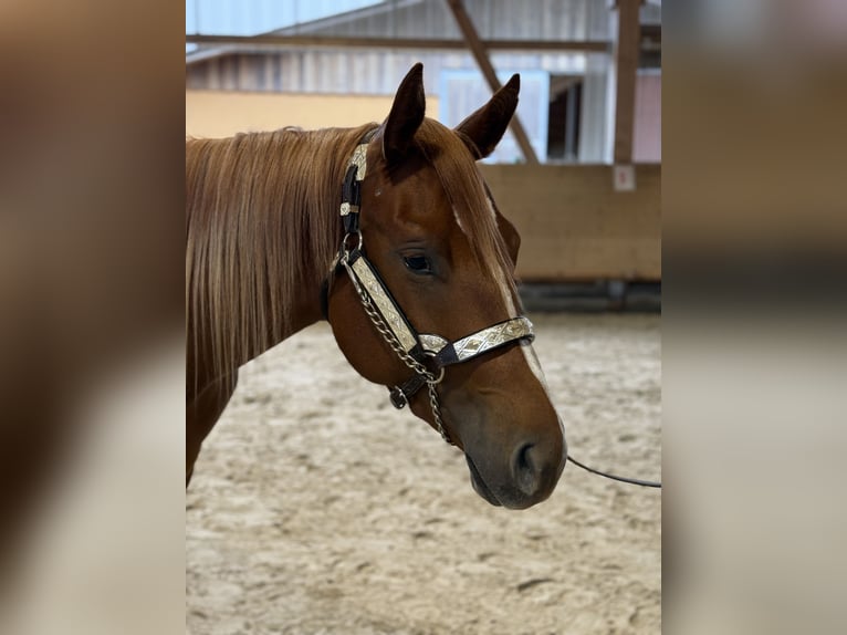 American Quarter Horse Merrie 2 Jaar 156 cm Vos in WinterbachWinterbach