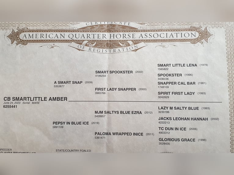 American Quarter Horse Merrie 2 Jaar 156 cm Vos in Zerbst