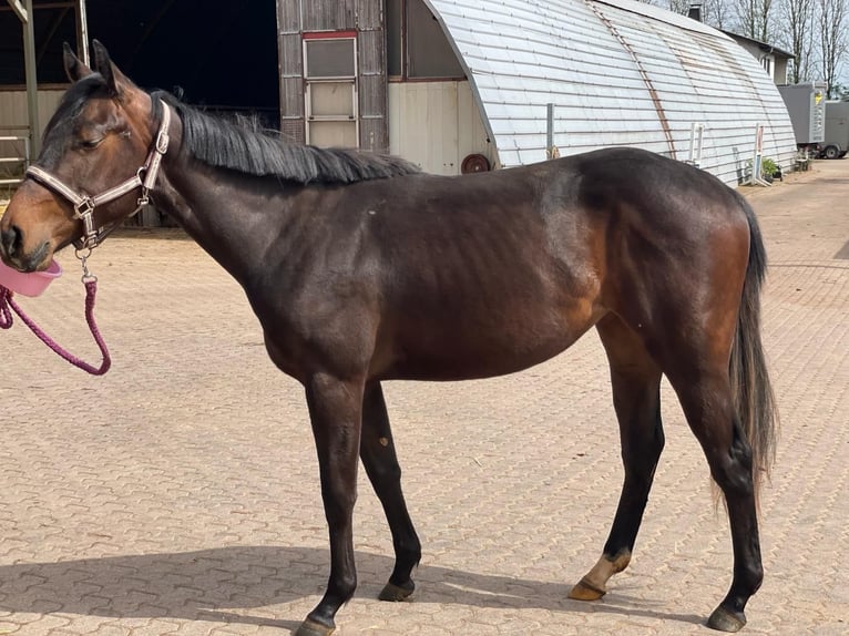 American Quarter Horse Merrie 2 Jaar 158 cm Donkerbruin in Illingen