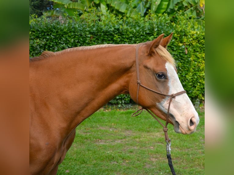 American Quarter Horse Merrie 2 Jaar 158 cm Roodvos in Cambridgeshire