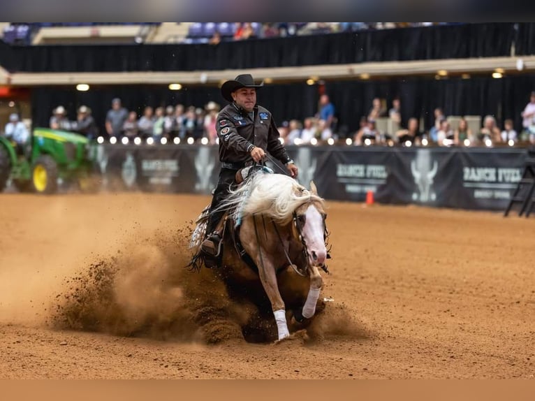 American Quarter Horse Merrie 2 Jaar 159 cm Bruin in Większyce