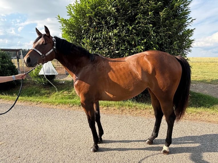American Quarter Horse Merrie 2 Jaar 160 cm Bruin in Kirchendemenreuth