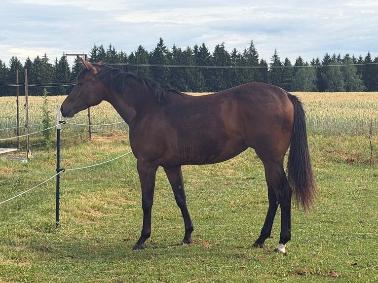 American Quarter Horse Merrie 2 Jaar 160 cm Bruin in Kirchendemenreuth