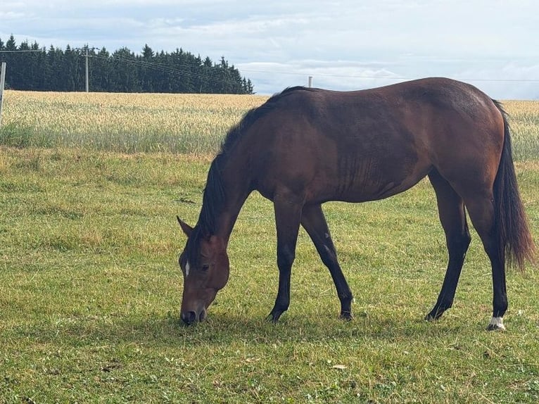 American Quarter Horse Merrie 2 Jaar 160 cm Bruin in Kirchendemenreuth