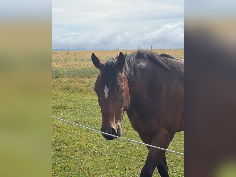 American Quarter Horse Merrie 2 Jaar 160 cm Bruin in Kirchendemenreuth