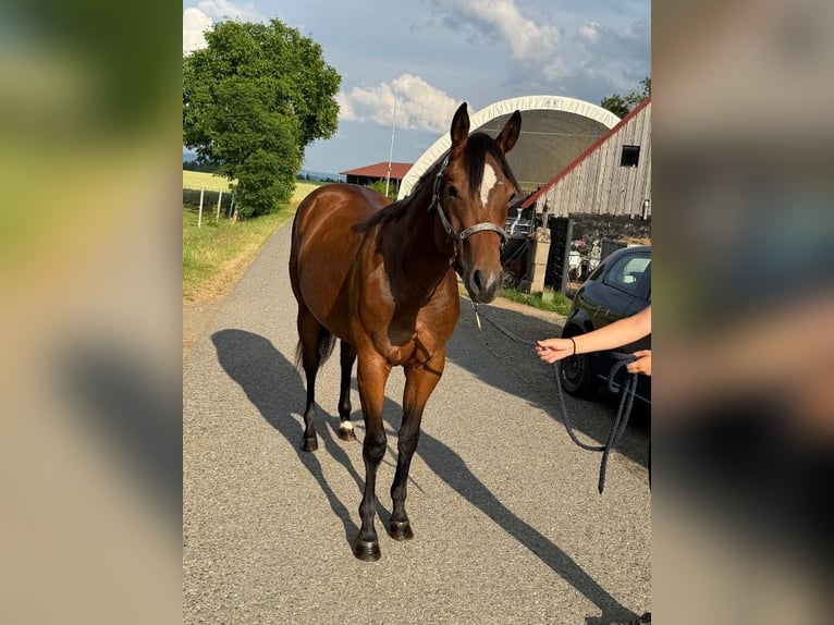 American Quarter Horse Merrie 2 Jaar 160 cm Bruin in Kirchendemenreuth