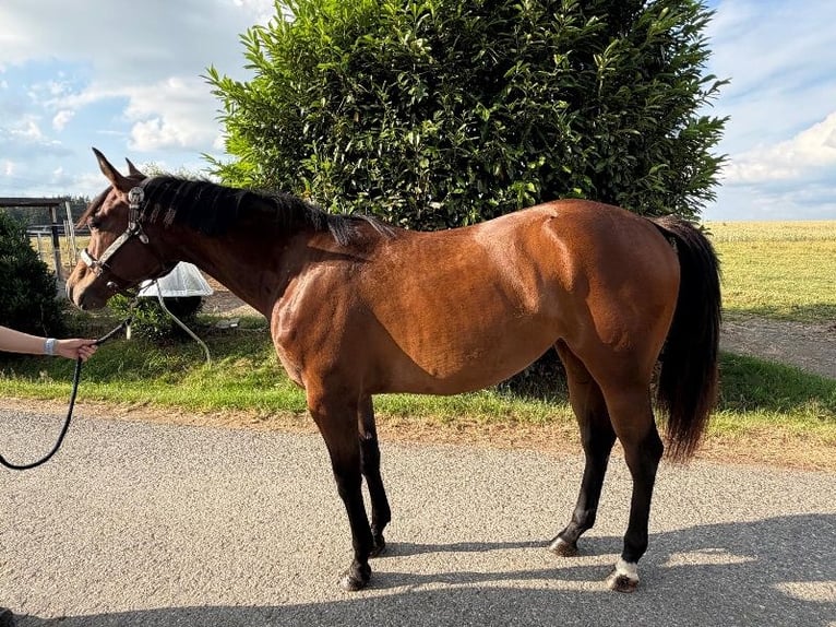 American Quarter Horse Merrie 2 Jaar 160 cm Bruin in Kirchendemenreuth