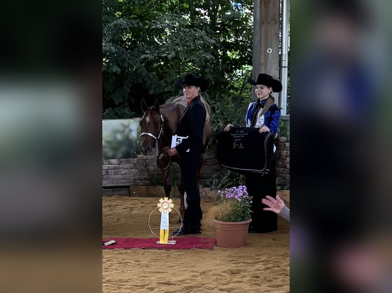 American Quarter Horse Merrie 2 Jaar 160 cm Donkere-vos in Bad Soden-Salm&#xFC;nster