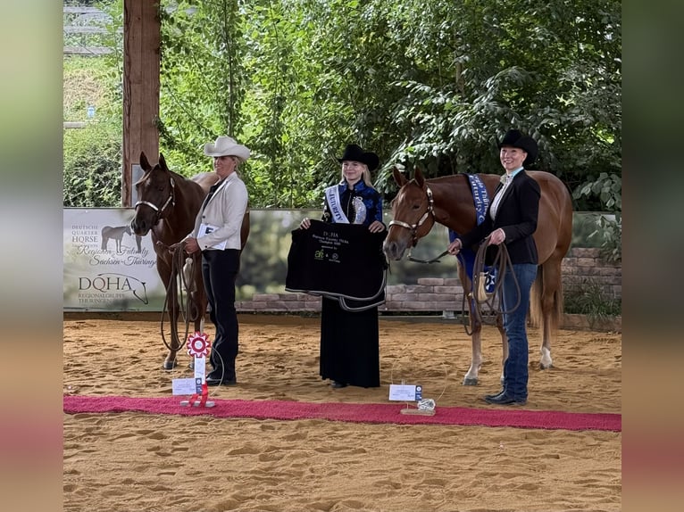 American Quarter Horse Merrie 2 Jaar 160 cm Donkere-vos in Bad Soden-Salm&#xFC;nster