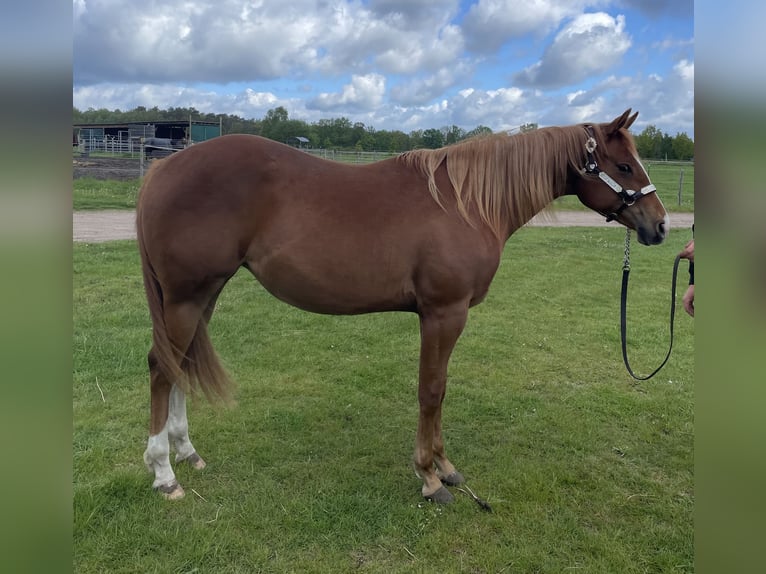 American Quarter Horse Merrie 2 Jaar 160 cm Vos in Habighorst