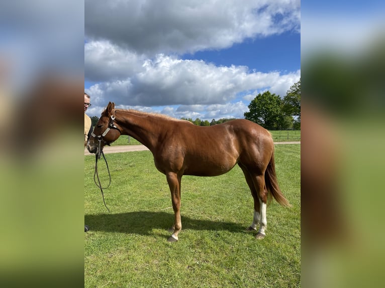 American Quarter Horse Merrie 2 Jaar 160 cm Vos in Habighorst
