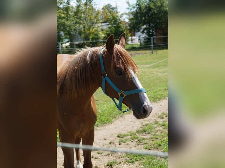 American Quarter Horse Merrie 2 Jaar 160 cm Vos in Langenau