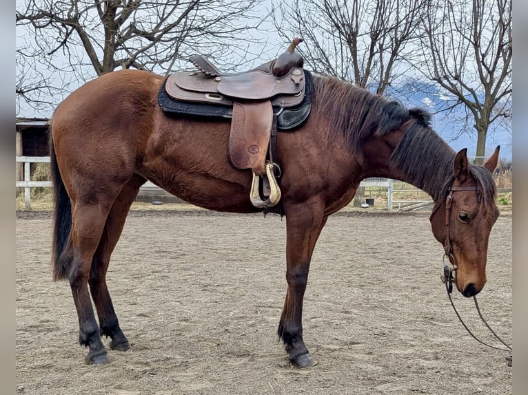 American Quarter Horse Merrie 2 Jaar Bruin in Traona