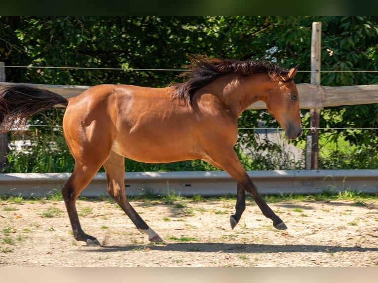 American Quarter Horse Merrie 2 Jaar Bruin in Laubach