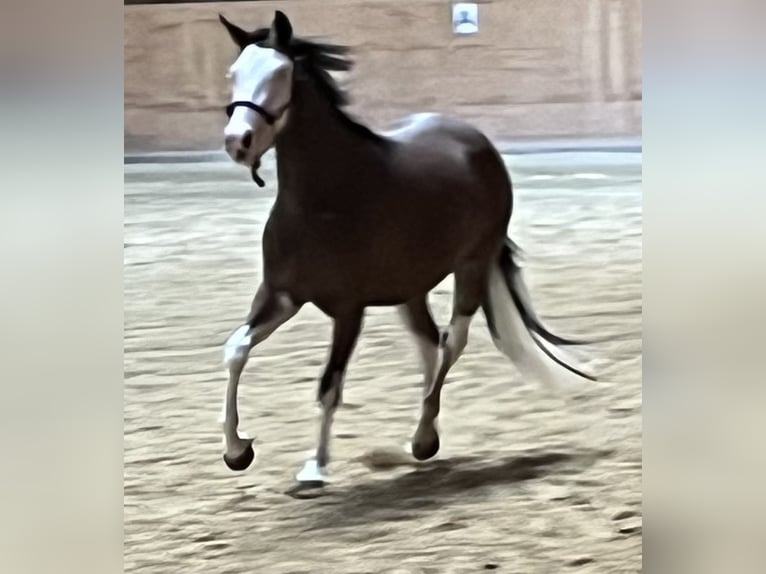 American Quarter Horse Merrie 2 Jaar Bruin in Freystadt