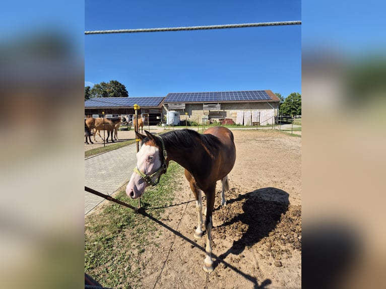 American Quarter Horse Merrie 2 Jaar Bruin in Freystadt