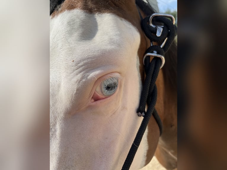 American Quarter Horse Merrie 2 Jaar Bruin in Freystadt