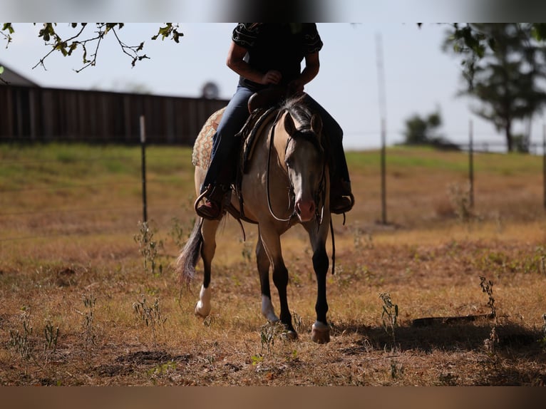 American Quarter Horse Merrie 2 Jaar Buckskin in Mount Vernon