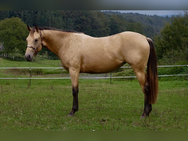 American Quarter Horse Merrie 2 Jaar Buckskin in Erbach