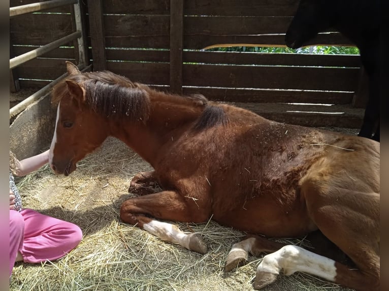 American Quarter Horse Merrie 2 Jaar Donkere-vos in Weigendorf