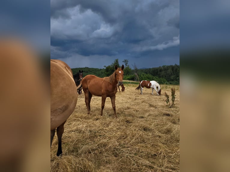 American Quarter Horse Merrie 2 Jaar Donkere-vos in Rheinfelden