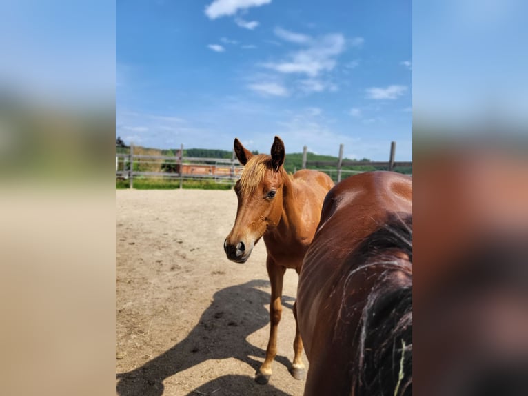 American Quarter Horse Merrie 2 Jaar Donkere-vos in Rheinfelden