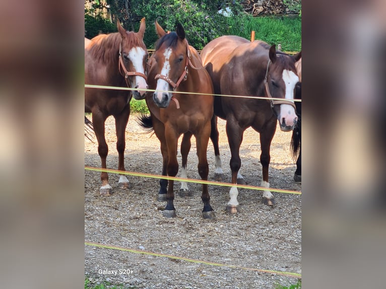 American Quarter Horse Merrie 2 Jaar Donkere-vos in Perwang am Grabensee