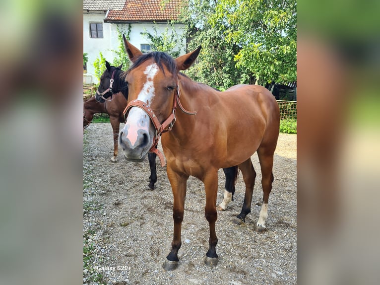 American Quarter Horse Merrie 2 Jaar Donkere-vos in Perwang am Grabensee