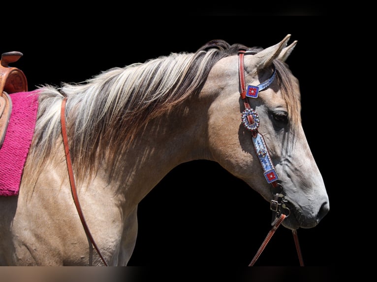 American Quarter Horse Merrie 2 Jaar Falbe in Fort Collins American Quarter Horse Merrie 2 Jaar Falbe in Fort Collins