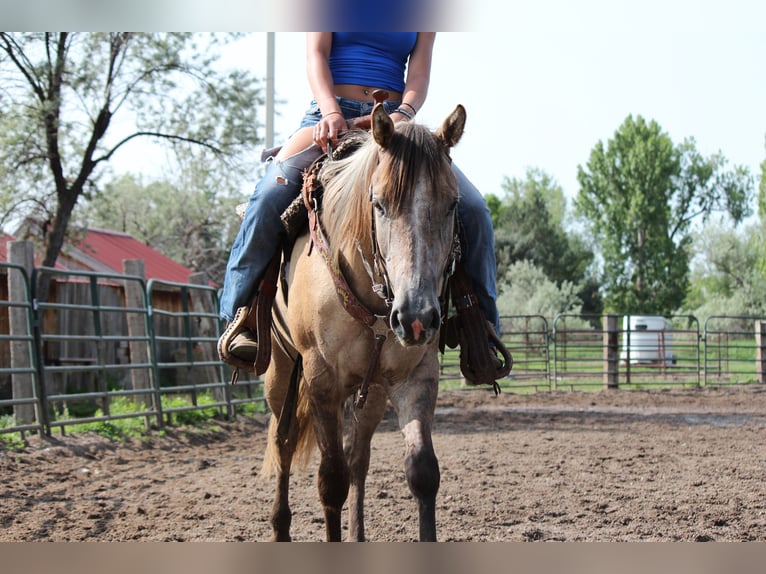 American Quarter Horse Merrie 2 Jaar Falbe in Fort Collins American Quarter Horse Merrie 2 Jaar Falbe in Fort Collins