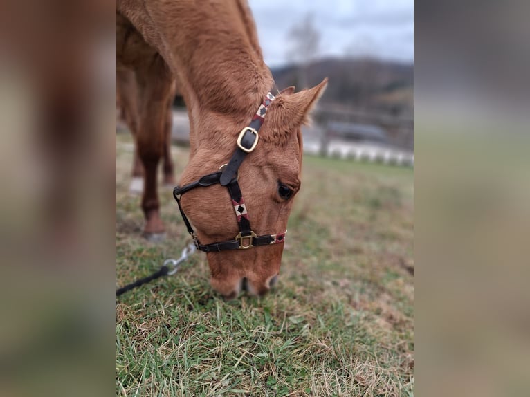 American Quarter Horse Merrie 2 Jaar Falbe in Brenna