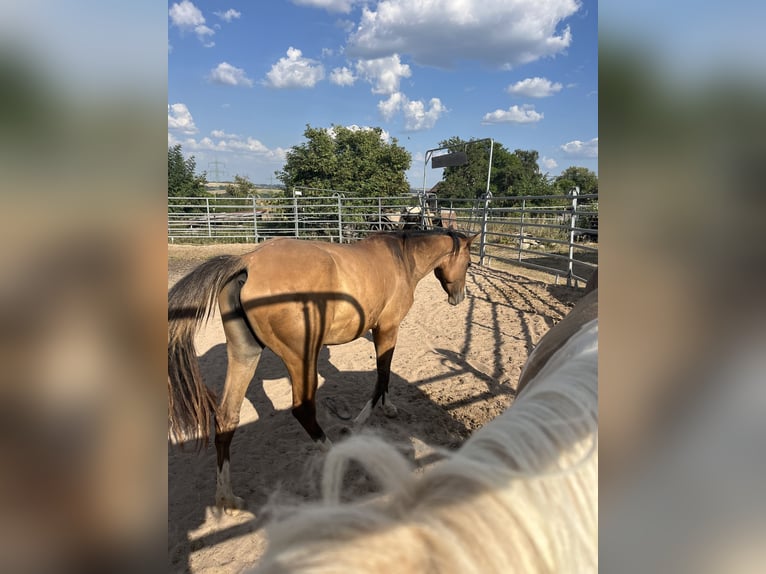 American Quarter Horse Merrie 2 Jaar Grullo in Kleinschwabhausen