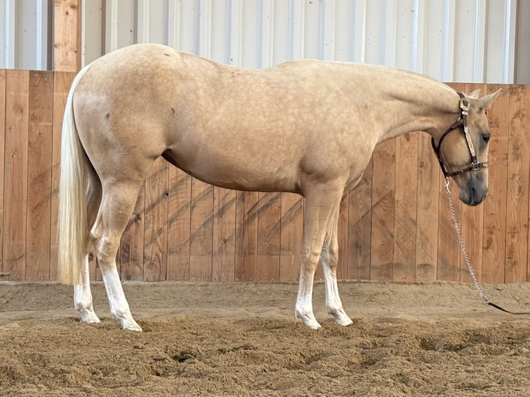 American Quarter Horse Merrie 2 Jaar Palomino in Lahn