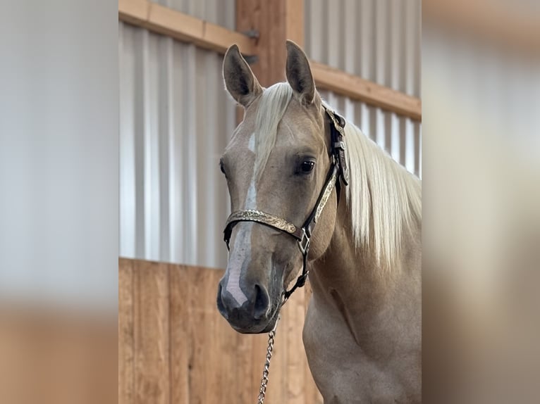 American Quarter Horse Merrie 2 Jaar Palomino in Lahn