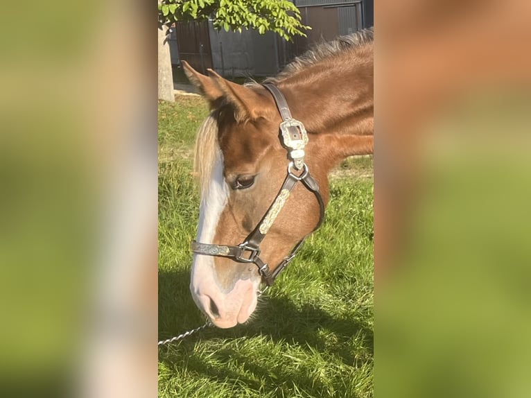 American Quarter Horse Merrie 2 Jaar Palomino in Parkstein