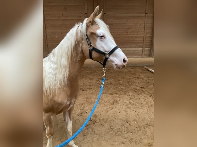 American Quarter Horse Merrie 2 Jaar Palomino in Haunetal