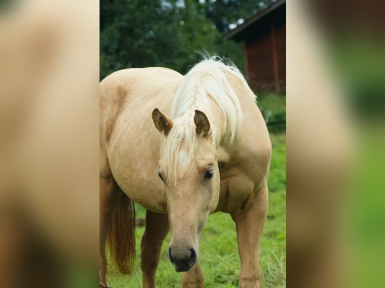 American Quarter Horse Merrie 2 Jaar Palomino in Laubach