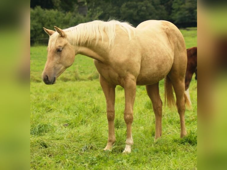 American Quarter Horse Merrie 2 Jaar Palomino in Laubach