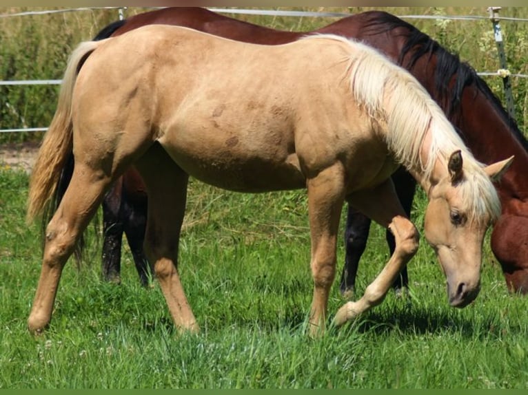 American Quarter Horse Merrie 2 Jaar Palomino in Laubach