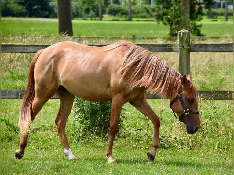 American Quarter Horse Merrie 2 Jaar in Vrasene