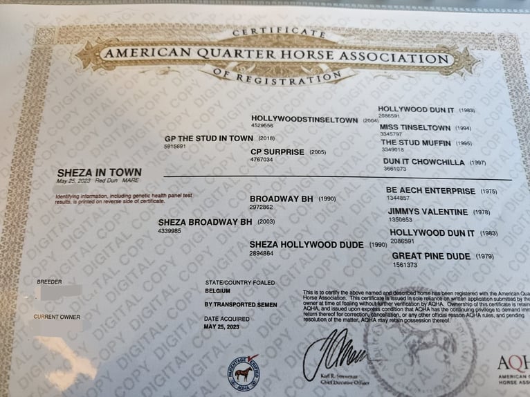 American Quarter Horse Merrie 2 Jaar in Vrasene