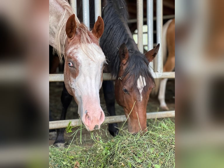 American Quarter Horse Merrie 2 Jaar Roan-Red in Haldenwang