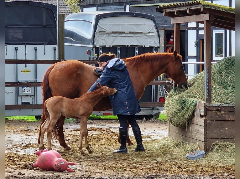 American Quarter Horse Merrie 2 Jaar Roan-Red in Gifhorn