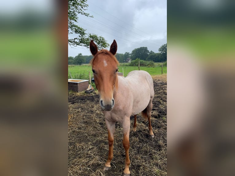 American Quarter Horse Merrie 2 Jaar Roan-Red in Gifhorn