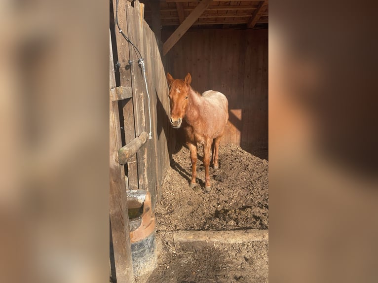 American Quarter Horse Merrie 2 Jaar Roan-Red in Gifhorn