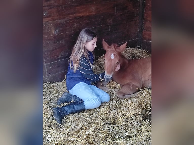 American Quarter Horse Merrie 2 Jaar Roan-Red in Gifhorn