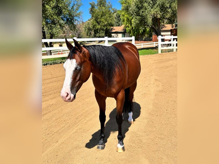 American Quarter Horse Merrie 2 Jaar Roodbruin in Ramona