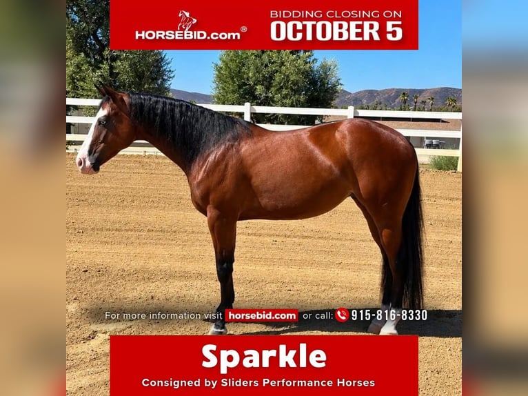 American Quarter Horse Merrie 2 Jaar Roodbruin in Ramona